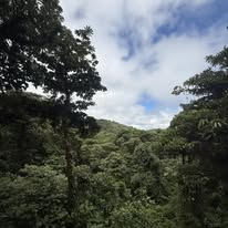 Bosque y paisaje natural