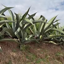 Magueyes en campo